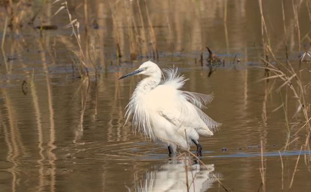 Une aigrette garzette (échassier de taille moyenne avec un plumage tout blanc, de longue pattes fines, un long cou souple et un bec long, pointu et noir) dans un étang. Elle a ses plumes toute ébouriffée et ressemble à un oiseau pompon.