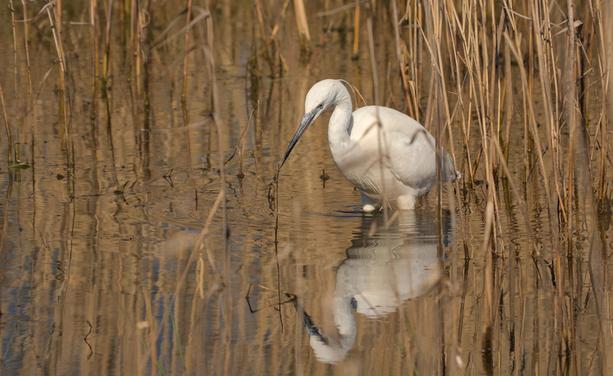 Une aigrette garzette (sorte de petit héron tout blanc avec un bec noir et une petite aigrette sur la tête) qui est à l'affût dans les roseaux d'un étang. Son image se reflète dans l'eau