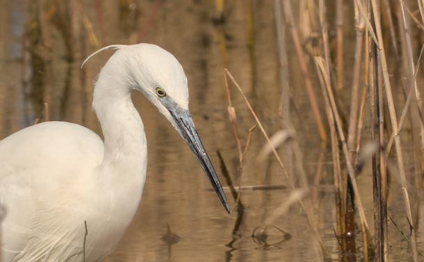Une aigrette garzette de très près avec son oeil jaune clair et son bec sombre entre le noir, le bleu et l'ardoise. Elle regarde vers le bas à l'affût, avec son cou courbé près à se détendre pour pêcher.