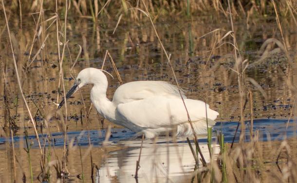 Une aigrette garzette dans les roseaux avec un petit poisson dans son bec