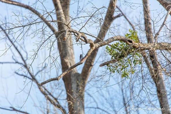 "The image portrays a serene scene where a downy woodpecker perches on a bare tree branch. The tree has minimal foliage, with just a few green leaves scattered on the branches. The woodpecker, though small and subtly blending into the natural surroundings, takes center stage amidst a backdrop of other tree trunks and a clear blue sky.' - Copilot