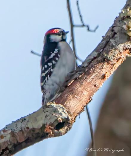 "This image features a close-up of a downy woodpecker perched gracefully on a tree branch. The bird's striking black and white feathers are complemented by a vivid red patch on the crown of its head, giving it a dash of color. The tree branch is textured and speckled with patches of lichen, adding an organic charm to the scene. The blurred background ensures all focus remains on the woodpecker, which is the centerpiece of this composition. There’s a professional touch evident in this image, as it’s signed with "© Swede's Photographs" in the lower right corner. The balance of detail and simplicity in the shot creates an elegant display of nature’s beauty." - Copilot
