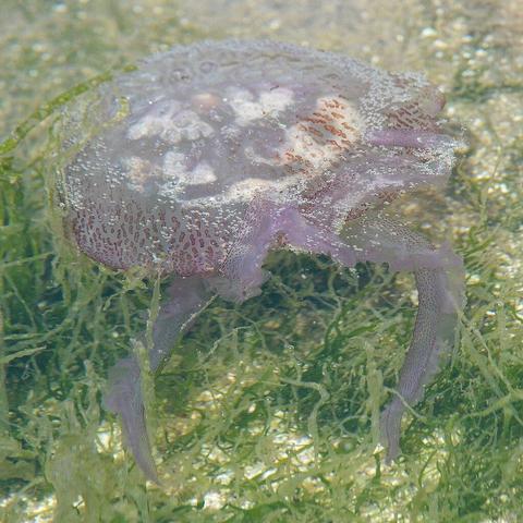 A photo of a mauve stinger amongst gut weed.