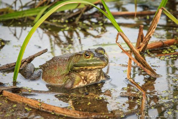 A green reed arch frames a large green and brown bullfrog sitting in shallow water with some other reeds around. One eye is looking directly at the camera.