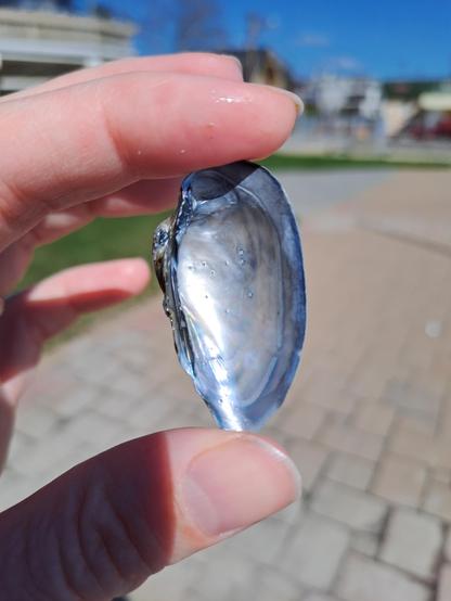 Close up photo of a hand holding half a shell. The shell is oval in shape, about five-six centimeters long, and has a shiny mother of pearl interior.