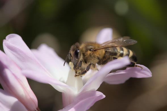 Man sieht eine Biene, die an der Blüte einer Hyazinthe Nektar sammelt.
---
You can see a bee collecting nectar from the blossom of a hyacinth.
