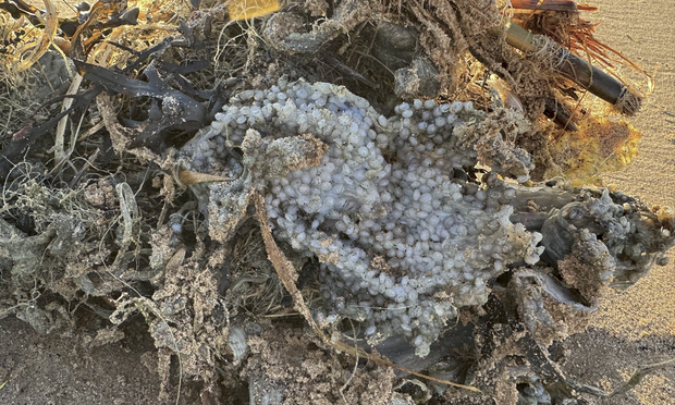 A photo issued by the RSPB of plastic pellets on the shoreline at Titchwell Marsh in King's Lynn, Norfolk, following the collision in the North Sea.
Photograph: RSPB/PA

The Guardian 2025-0317