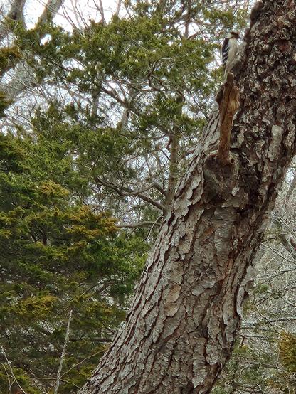 A downy woodpecker perches on the trunk of a bare tree. Foliage of other trees is visible in the background.
