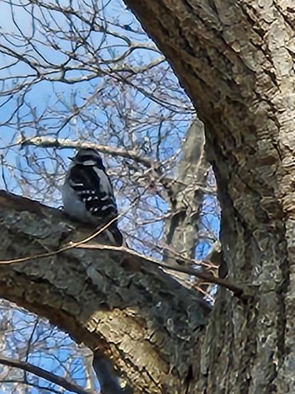 A downy woodpecker sits on the branch of a bare tree. Bare branches of other trees are visible in the background.