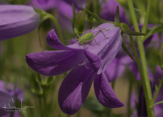 Das Foto zeigt eine Makroaufnahme der Larve eines grünen Heupferdes, die auf der Blüte einer Dalmatiner-Glockenblume sitzt. Die Blüte ist ca. 18-20mm lang, die Larve ca. 6-7mm. Die Larve ist leuchtend grün mit vielen kleinen dunklen Punkten über den gesamten Körper. Die Larve sitzt in Richtung der Blütenkelchöffnung.