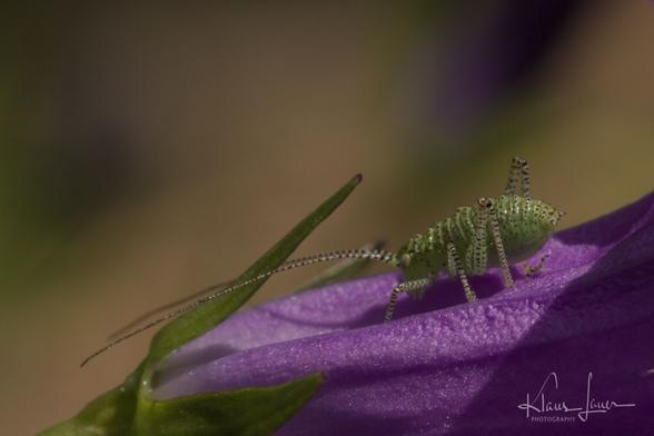 Das Foto zeigt die Makroaufnahme der Larve eines grünen Heupferdes, die auf der Blüte einer Dalmatiner-Glockenblume sitzt. Die ca. 6-7mm große Larve ist leuchtend grün mit vielen kleinen dunklen Punkten am ganzen Körper. Man sieht hier sehr gut die langen Fühler, die fast doppelt so lang wie der Körper der Larve sind. Die Larve sitzt in Richtung des Blütenansatzes.