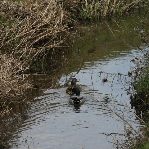 A female mallard, followed by a male, swimming away down a narrow stream with grass on each side.