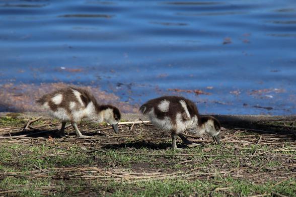 A pair of baby Nile geese eat grass on the shore of a small lake.