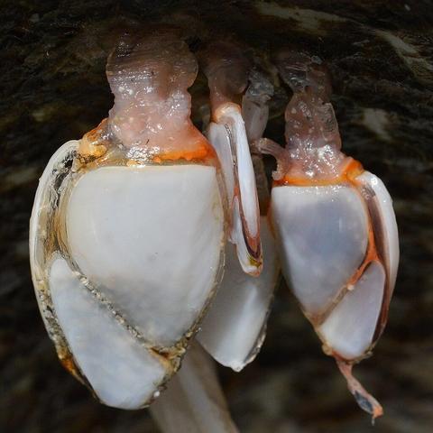 A photo of several goose barnacles hanging down from a surface.
