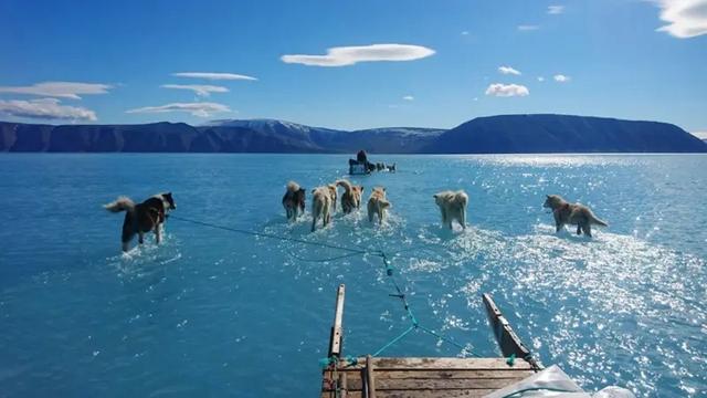 Photo: huskies running through water reveals Greenland's rapid melting