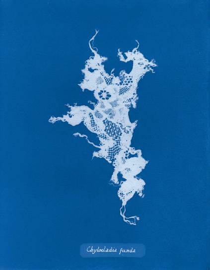 a cyanotype of a fragment of cloth resembling a botanical specimen, labeled "Chylocladia funda"