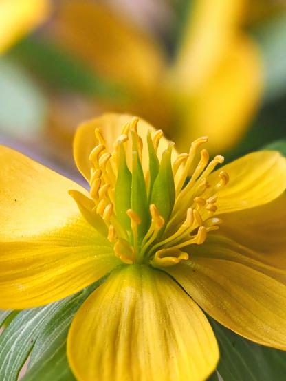 Pistil of a winter aconite up close