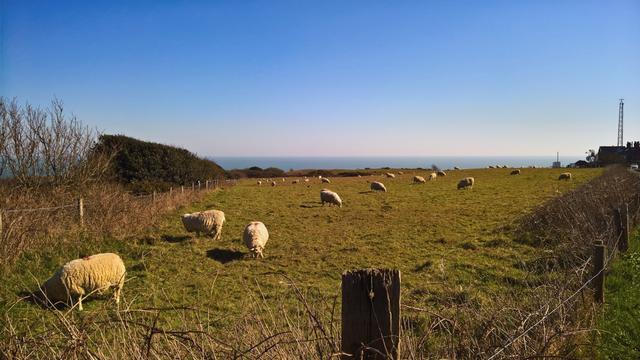 #SomeSheep having #Lunch... #InAField...