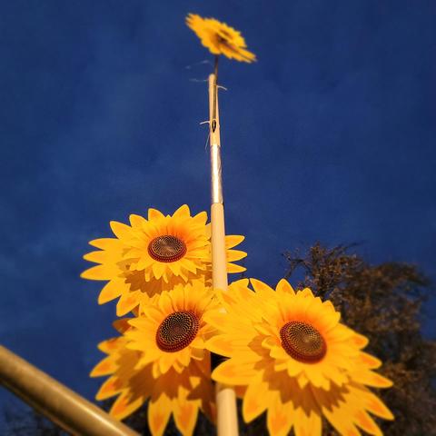 Das Bild zeigt eine Konstruktion, die wie eine Antenne oder ein Mast aussieht, an dem mehrere große, künstliche Sonnenblumen befestigt sind. Die Sonnenblumen haben leuchtend gelbe Blütenblätter und eine realistisch gestaltete Mitte. Eine einzelne Sonnenblume ragt ganz oben an der Spitze des Masts in den dunklen, tiefblauen Himmel. Im Hintergrund sind einige Bäume und ein Handlauf zu erkennen.

Das Bild vermittelt einen kreativen und auffälligen Eindruck – möglicherweise handelt es sich um eine spezielle Antenne oder eine thematische Dekoration.
