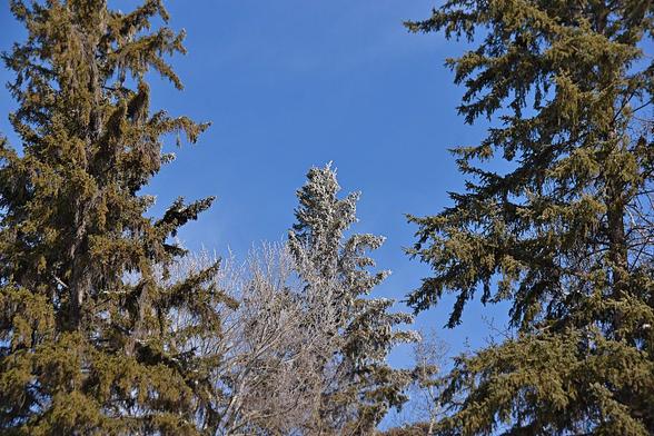 Looking over the roof (out of view below) we see part of the tops of three spruce trees and a bit of a poplar. These spruce trees are a bit skinny- lots of branches, we don't see too much of the trunk, but the branches are a bit long and thin and floppy, especially the two that are one to each side. Those two are natural dark green. The one we see in the centre, farther back is just a bit more compact and since we are only seeing the very top, it is all coated in frost (as is the top of a poplar we see in front of it). This would have been from freezing fog, and clearly it moved through rather high up as only some of the tips of trees were coated. Behind the sky is blue.