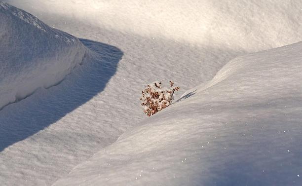Looking down at the ground covered in a little more than an inch, maybe 3 cm of fresh fluffy smooth snow.Left of centre is a path which goes from lower left to upper centre, where it branches off to left and right. It is surrounded by mounds of snow to left, right, and at the top of the frame. The morning sun is from the left, so the left mound is casting a strong blue shadow, the other spots vary from nearly white in sunny spots to soft shadows from trees etc. The mound on the right is the edge of a rock garden covered in fallen and shovelled snow, and just where it meets the path a single dried plant around a foot 30 cm tall sticks partly out of the snow with many dried brown stems and old seed heads, and lightly covered with fresh snow as well.