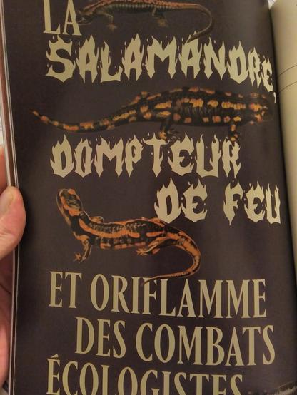 Titre d'un article: La salamandre, dompteur de feu et oriflamme des combats écologistes.