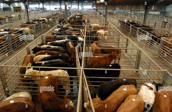 Cattle in farm pens