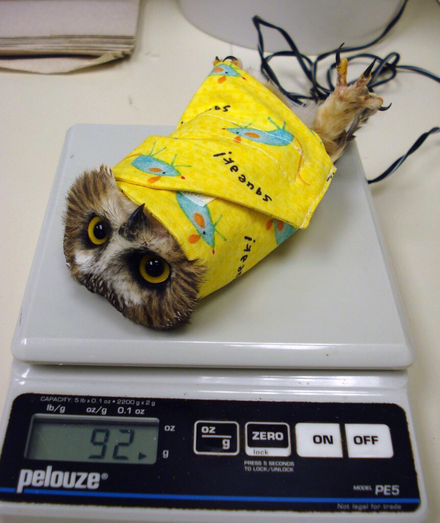 A saw-whet owl is on its back wrapped in a small yellow blanket so it can be weighed on a scale. The wrap is bright yellow with illustrations of mice and the text "squeak!". The scale reads 92 g.
