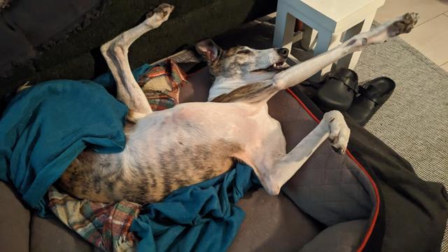 A three legged dog is lying very comfortably on its back with its legs sprawled in various directions, giving it a bizarre insect-like appearance.
