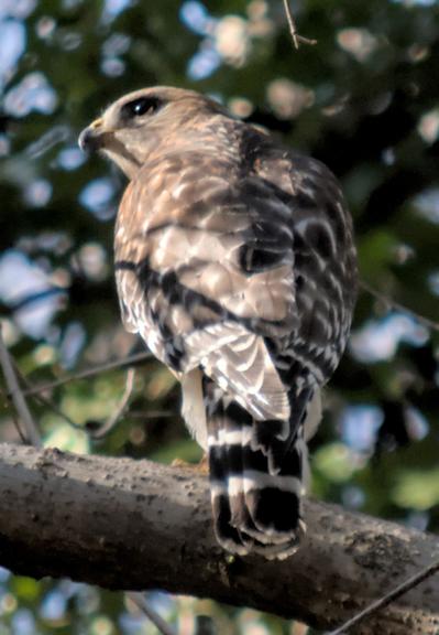 A red shouldered hawk perched on a branch, facing away from the camera, looking to the left.