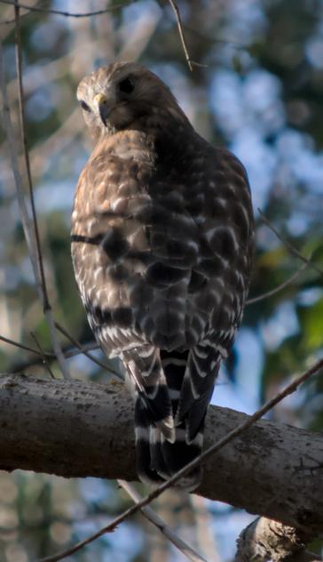 A red shouldered hawk perched on a branch, facing away from the camera, looking behind him towards the viewer over its left shoulder.