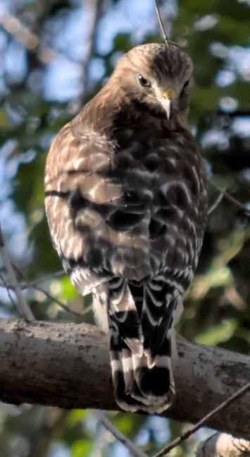 A red shouldered hawk perched on a branch, facing away from the camera, looking behind him towards the viewer over its right shoulder.