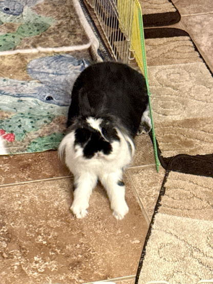 A bunny stretches her furry leggies out, displaying furry toes.