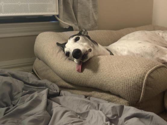 Photo of a sleeping white greyhound dog laying in a bolstered dog bed with her head on the bolster. Her tongue is hanging out and below her head on the bolster.