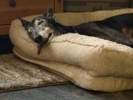 Photo of a sleeping black greyhound dog laying in a bolstered dog bed with his head on the bolster. His tongue is hanging out and below his head on the bolster.