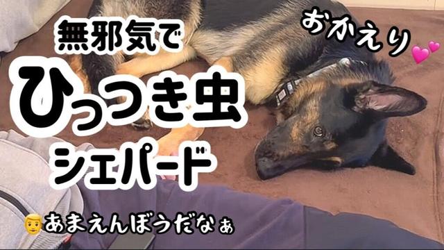 シェパードは甘えん坊😂健気で無邪気でひっつき虫❣️週末はこんな感じwww【ジャーマンシェパード】