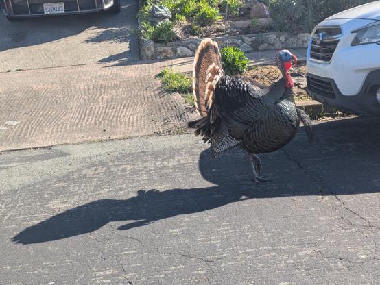 Turkey in the road, with its tail feathers fanned out in a circle and its belly kind of puffed out, and a bright red wattle
