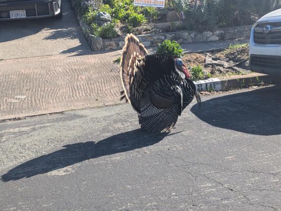 Same bird but now all its feathers are poofed out so it looks comically spherical. Its wings are stretched out so much that the wing feathers dragged along the ground as he walked. Gorgeous patterns are visible on the tail feather display