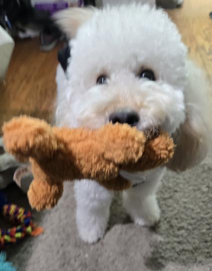 Mochicakes, the white Labradoodle playfully holds her little brown stuffed puppy toy in her mouth.