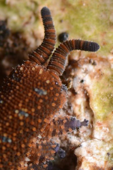 A photo of the head and front legs of a velvet worm. It's a pudgy brown and purple invertebrate with bumps all over its skin.

This and more photos of mine of this animal are at https://inaturalist.nz/observations/265922713