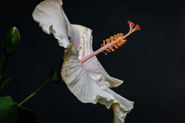 Der Chinesische Hibiskus (Hibiscus rosa-sinensis) entfaltet seine zarten, weißen Blütenblätter vor dem dunklen Hintergrund, während die kräftigen Staubblätter farbige Akzente setzen. Die geschwungenen Blütenränder und das filigrane Zusammenspiel von Form und Farbe verleihen dem Motiv eine anmutige Eleganz.