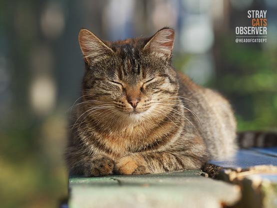 Tabby cat dozing on a bench