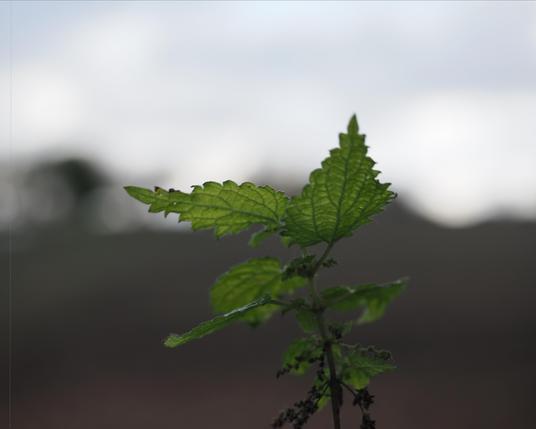 The image shows a close-up of a green plant with serrated leaves. The background is blurred, highlighting the plant in the foreground. The lighting gives the scene a soft, natural feel.