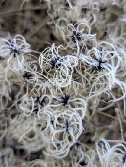 A close-up shot shows a cluster of faded, fluffy seed heads, likely from a Clematis vine, covered in a light dusting of frost. The central, dark seed pods are surrounded by numerous silvery-white, curled and tangled filaments, creating a delicate, starburst-like appearance. The background is softly blurred, suggesting more of these seed heads and bare, twiggy stems. The overall tone is muted and slightly wintry.