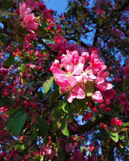 Closeup of apple blossoms