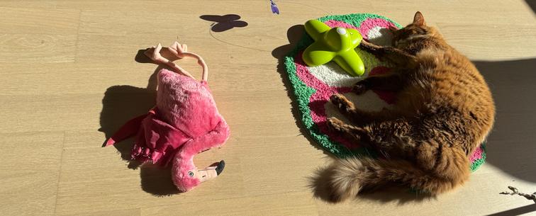 Kuvan oikeassa laidassa punainen kissa makaa kirjavalla pienellä matolla ja nauttii auringosta. Kuvan yläreunassa näkyy perhoslelun varjo ja vasemmalla on kissan pinkki pehmoflamingo.