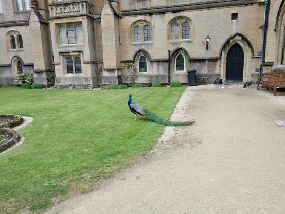 Side view of a large peacock. His neck is vivid blue, his wings with black and white stripes and black under. His tail stretches maybe a metre behind him, at least twice as long as his body. His tail feathers are bright green. He is looking away from the camera.

He is standing on trimmed grass, next to a gravel path. Behind him is a side of a large manor house; the windows into many rooms can be seen, and a small side wooden door. There is another peacock by the door.