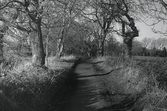 last bit of the farm road with some gnarly trees.