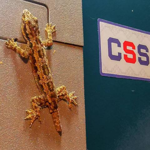 Photo shows a closeup of a gecko reptile beside an ATM brand name. The animal is light brown, with a shortened tail. Meaning t has lost the tail in fight or in flight. The light is soft yellow evening type.