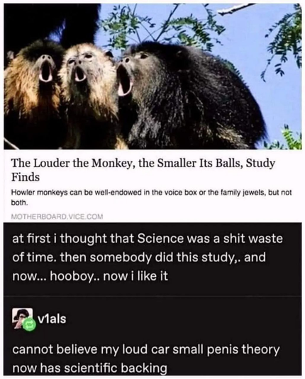 The image features a meme with a headline and two comments. At the top, there is a photograph of three howler monkeys with their mouths wide open, seemingly howling. The monkeys have dark fur, with the one on the left having lighter fur. The background shows a clear blue sky and some green foliage.

Below the image, the headline reads: "The Louder the Monkey, the Smaller Its Balls, Study Finds." The subtext states: "Howler monkeys can be well-endowed in the voice box or the family jewels, but not both." The source is cited as "MOTHERBOARD.VICE.COM."

The first comment reads: "at first i thought that Science was a shit waste of time. then somebody did this study, and now... hooboy.. now i like it." The second comment, attributed to "v1als," reads: "cannot believe my loud car small penis theory now has scientific backing."